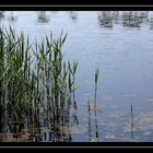 " Le calme sur le marais "