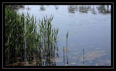 " Le calme sur le marais "