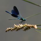 Le calopteryx éclatant, mâle