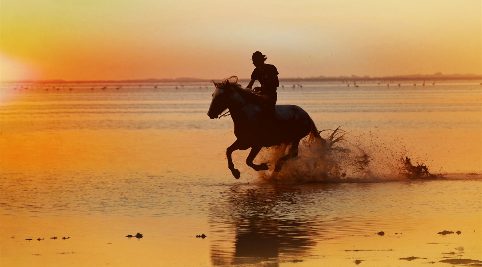                            Le Camarguais 