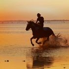                            Le Camarguais 