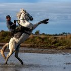 Le camarguais cabré