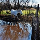 Le camarguais...