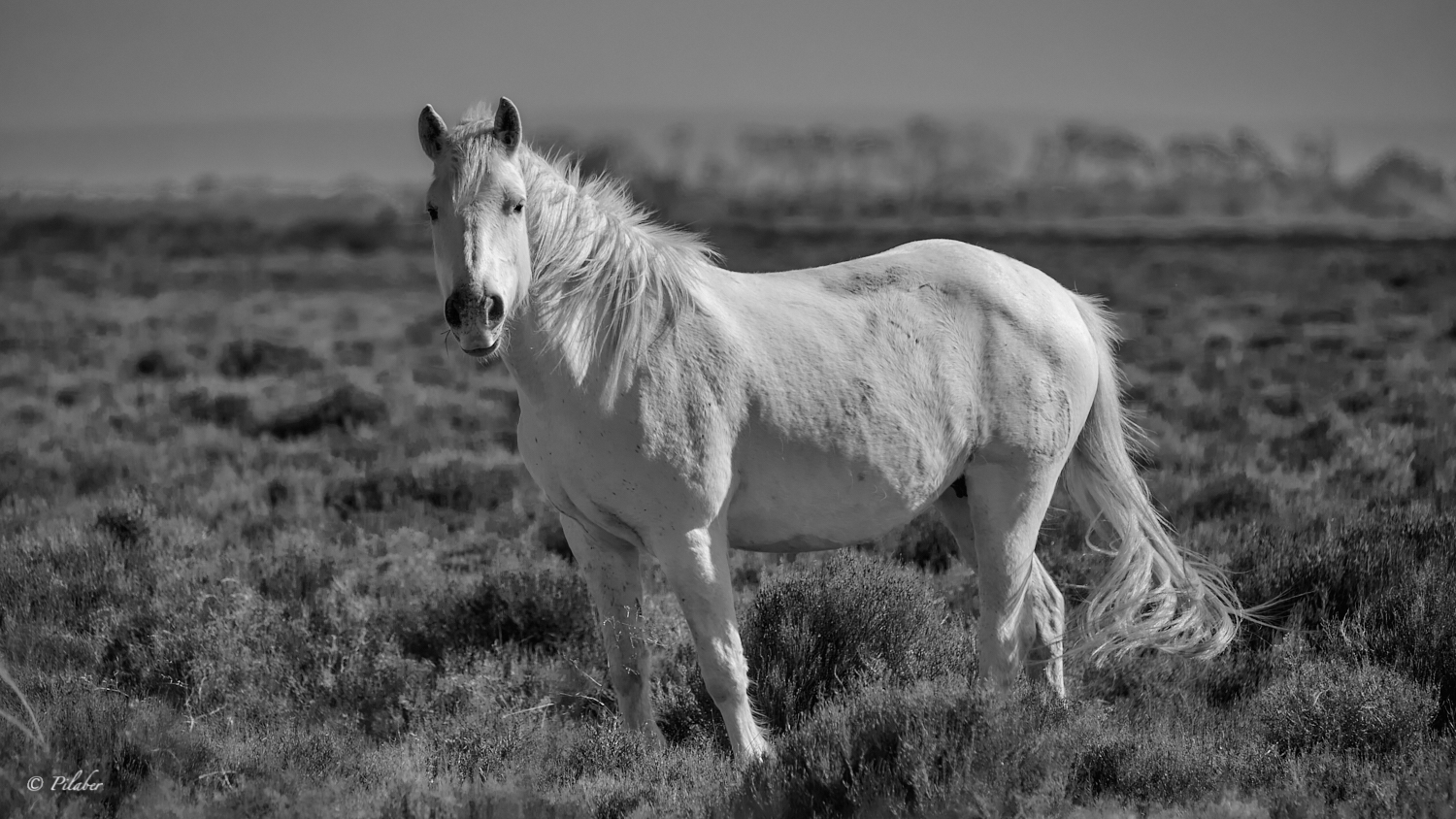 Le Camargue