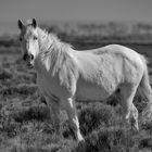 Le Camargue