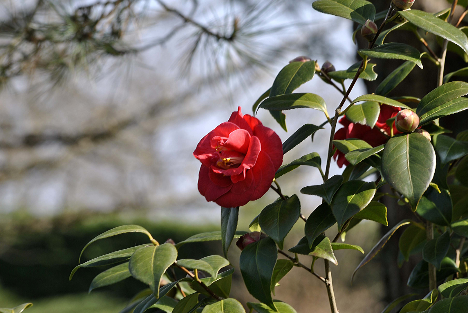 Le Camelia