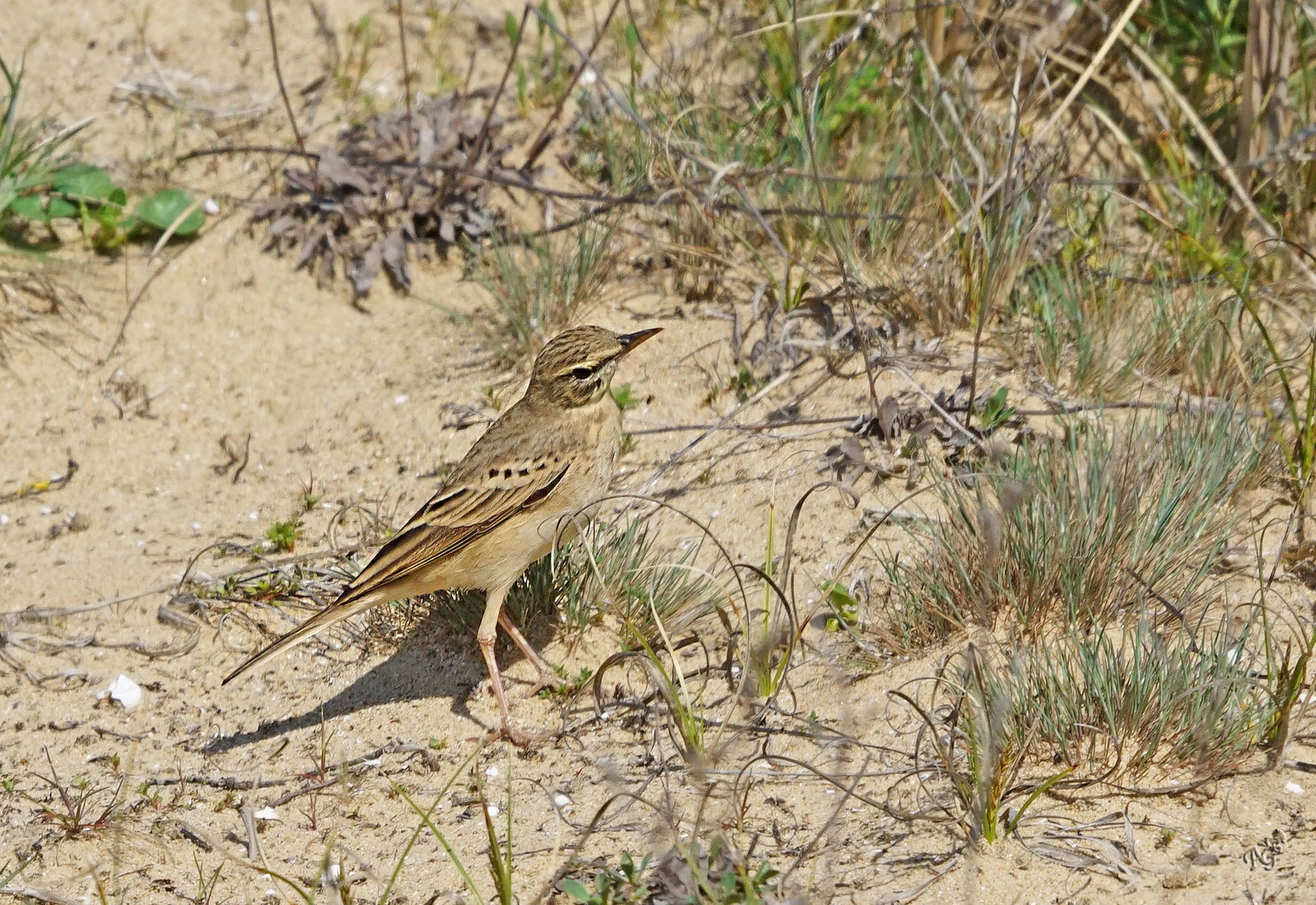 le camouflage du pipit rousseline