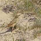 le camouflage du pipit rousseline