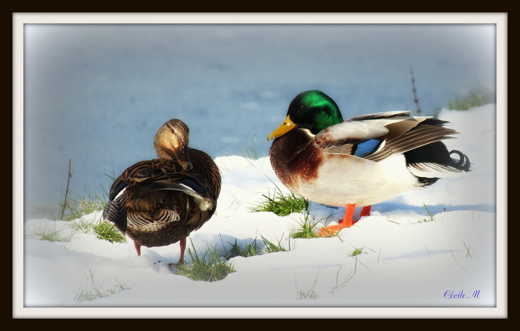 Le canard colvert