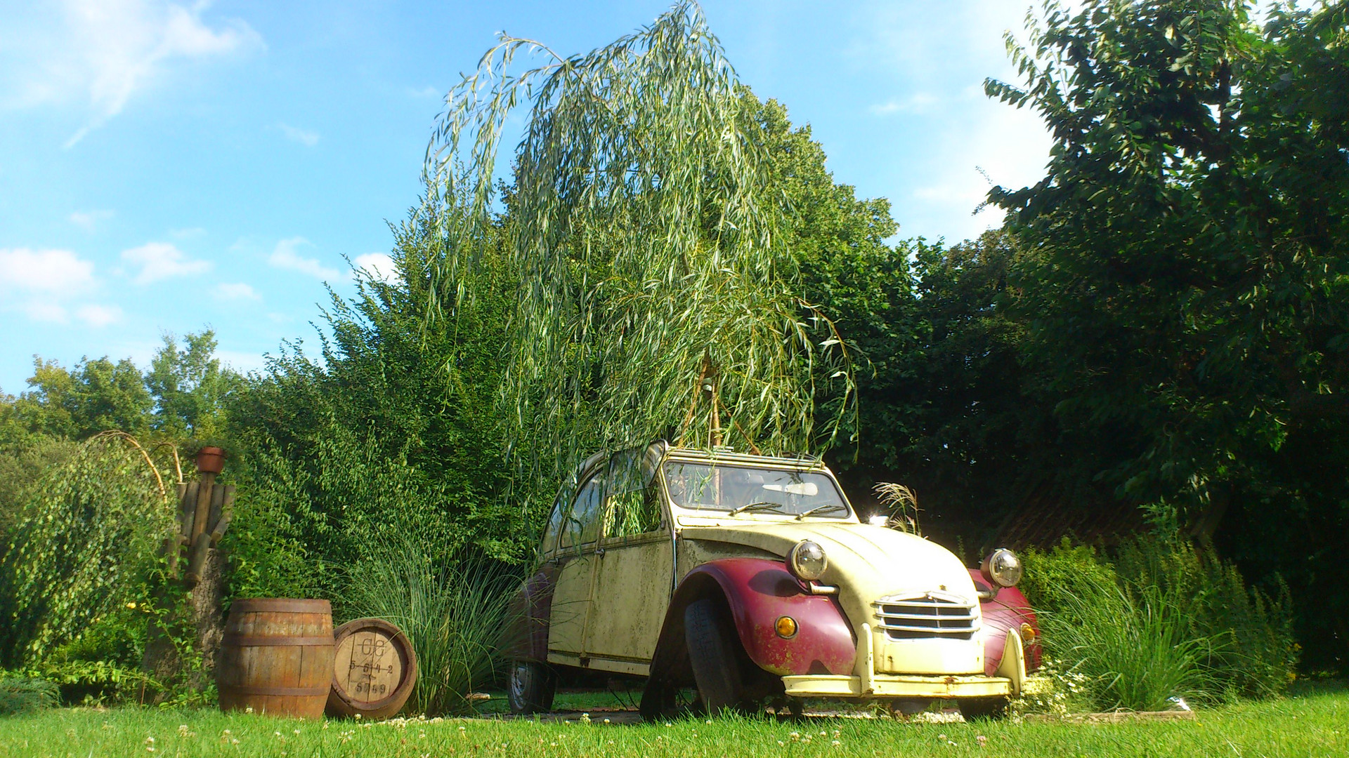 le canard de jardin ( Die Gartenente )