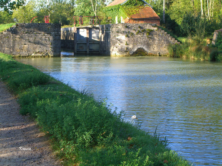 Le canard de l'écluse.