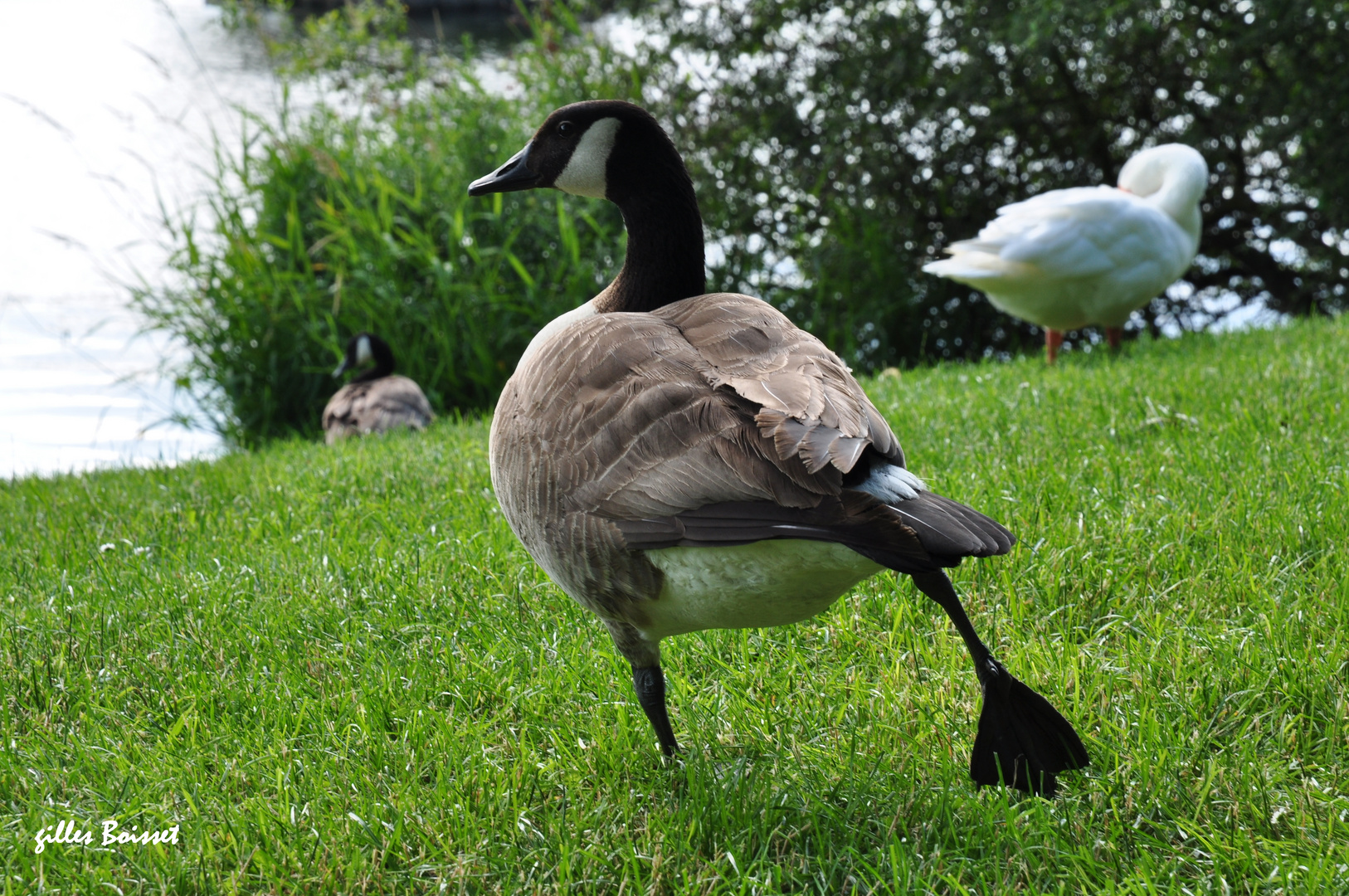 le canard déchainé