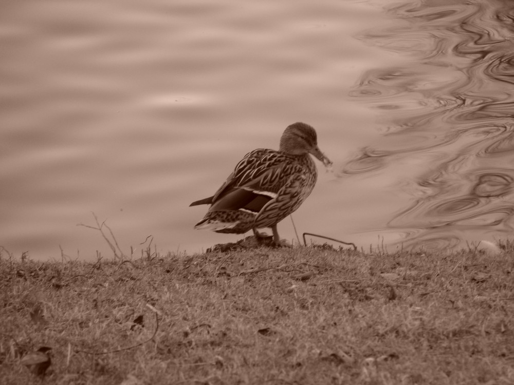 Le canard des années 60