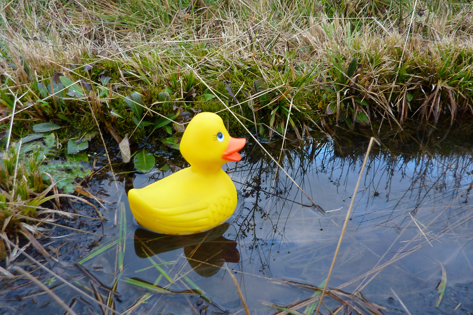 Le canard en balade