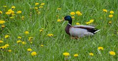 Le canard et sa petite salade de pisenlits