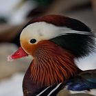 Le Canard mandarin (Aix galericulata)