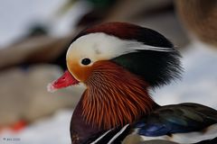 Le Canard mandarin (Aix galericulata)