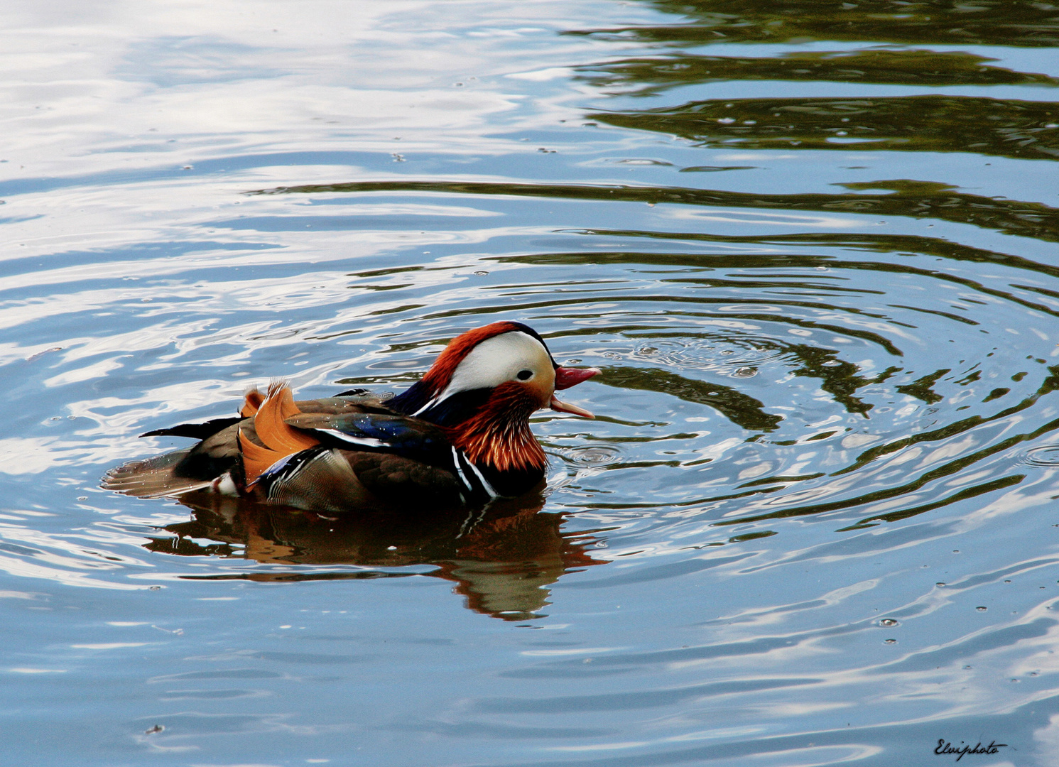 Le canard Mandarin 