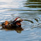 Le canard Mandarin 