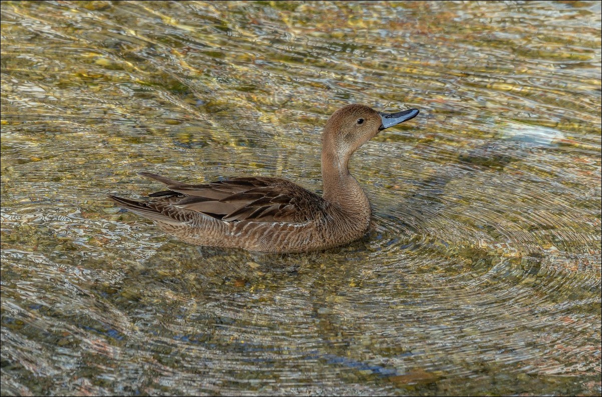 Le canard Pilet