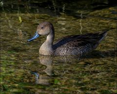 Le canard Pilet