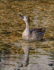 Le canard Pilet