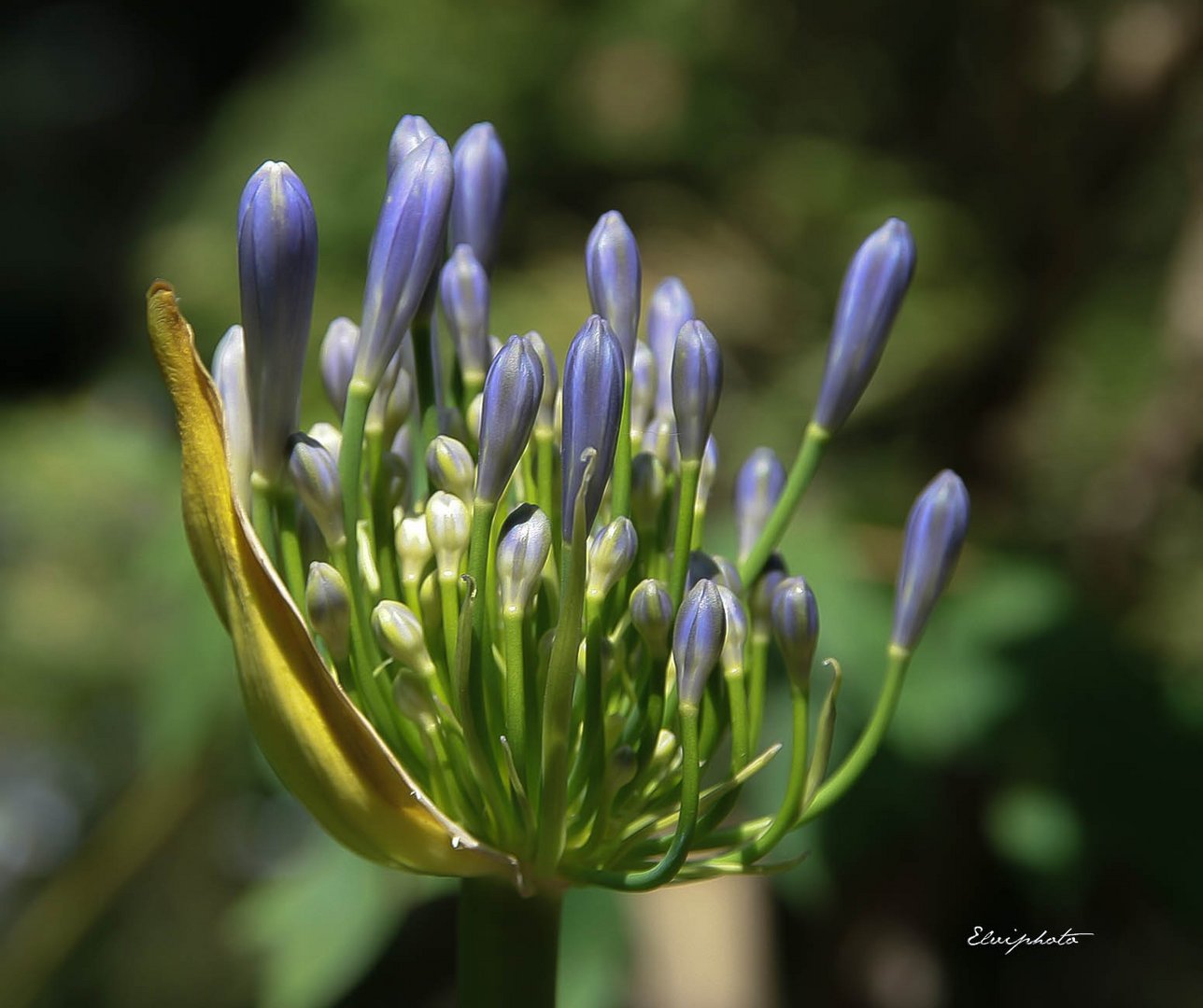 Le candélabre du jardin