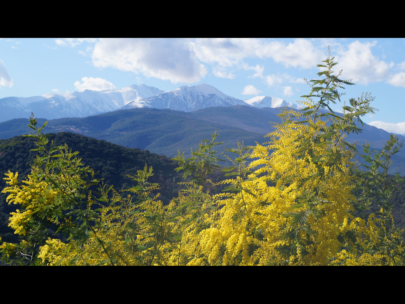 le canigou est son mimosas