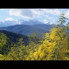 le canigou est son mimosas