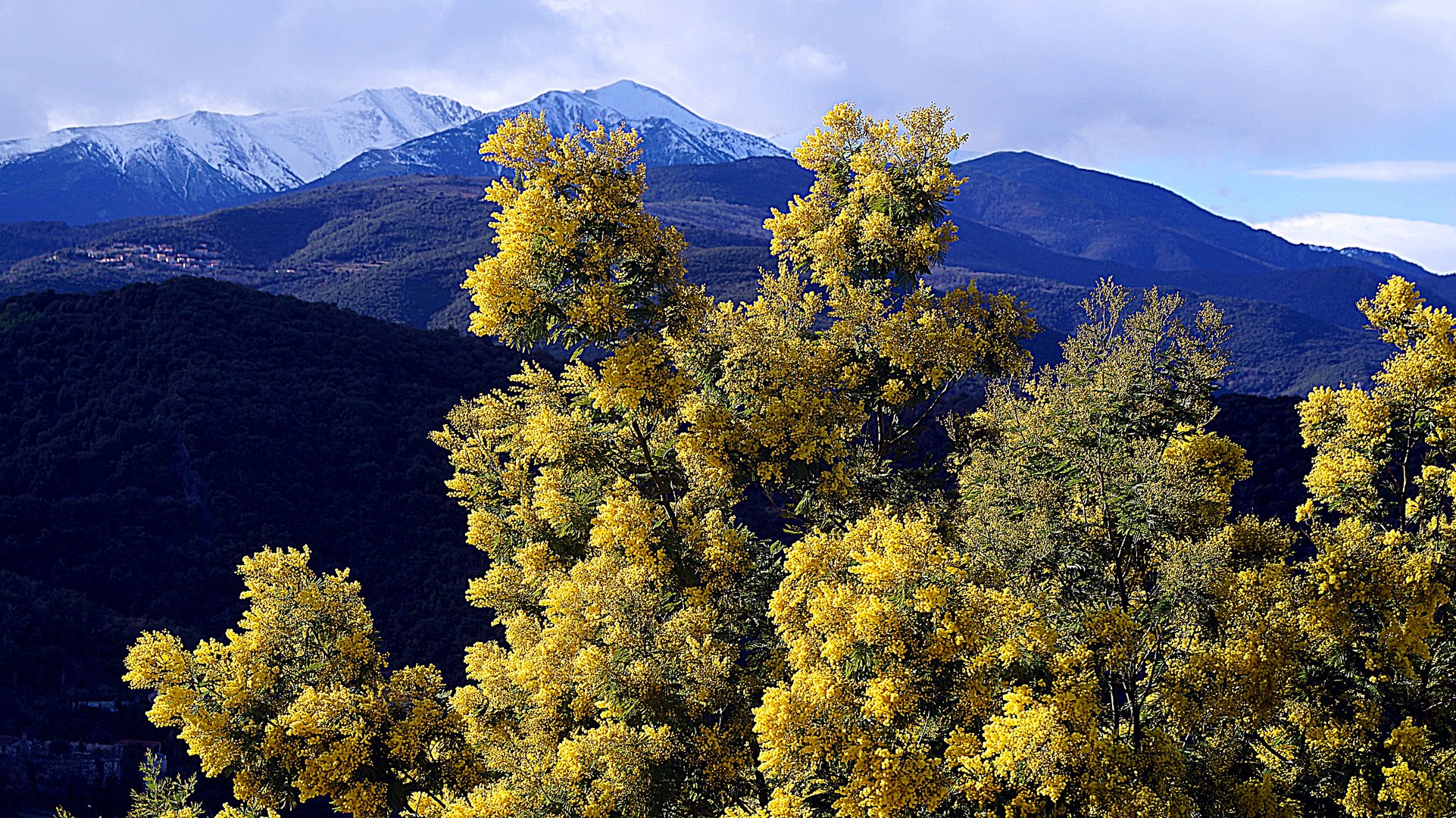 le canigou est son mimosas