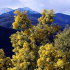 le canigou est son mimosas