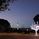 Le Cannet, Leuchtender Baum, Weihnachtsbaum,