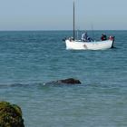 Le Cap Gris Nez - Bâteau de pêche, le "Flobart".