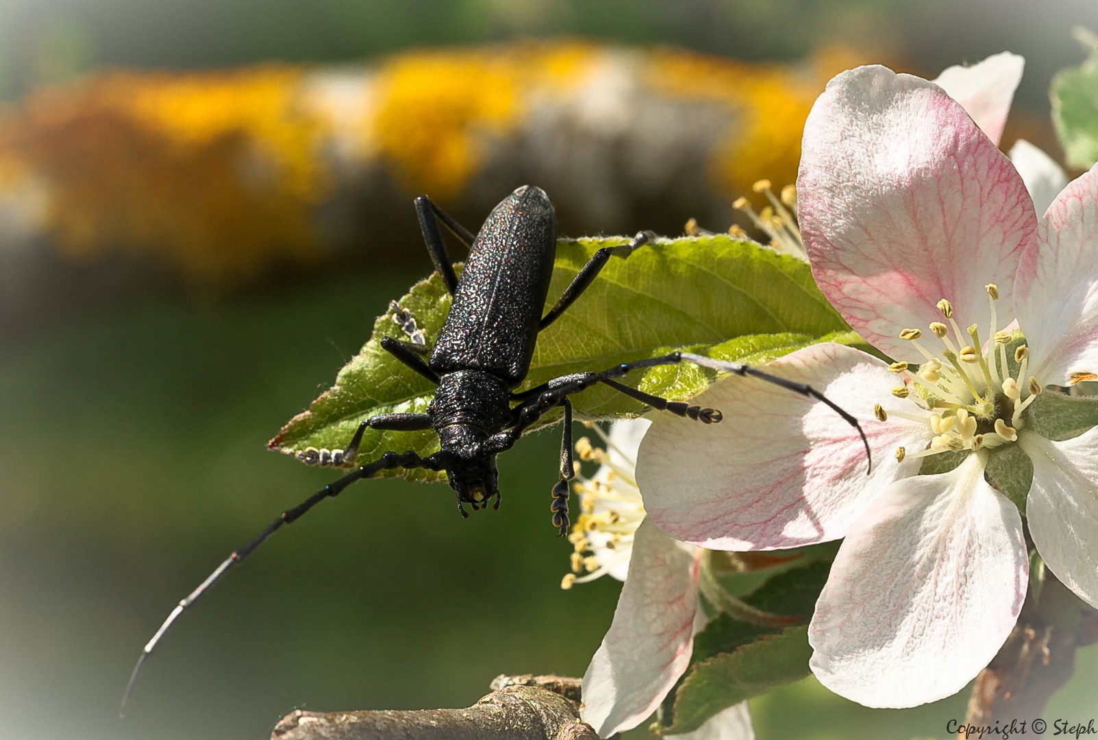 Le capricorne et la fleur