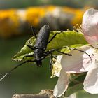 Le capricorne et la fleur