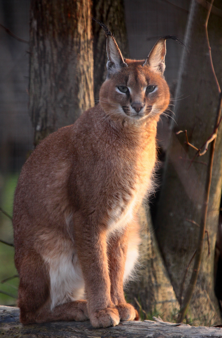 le Caracal sur le Tronc