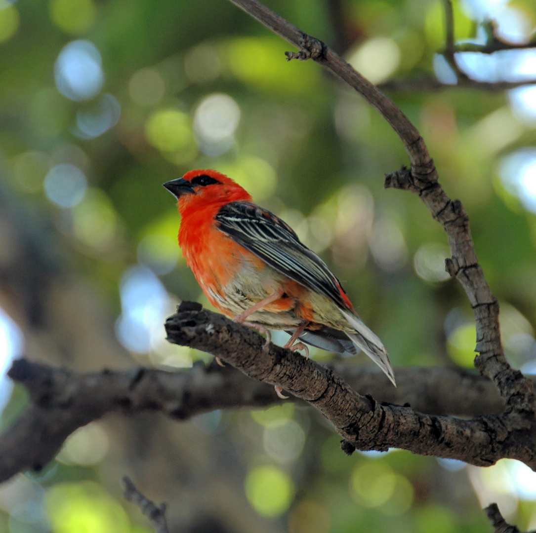 le cardinal