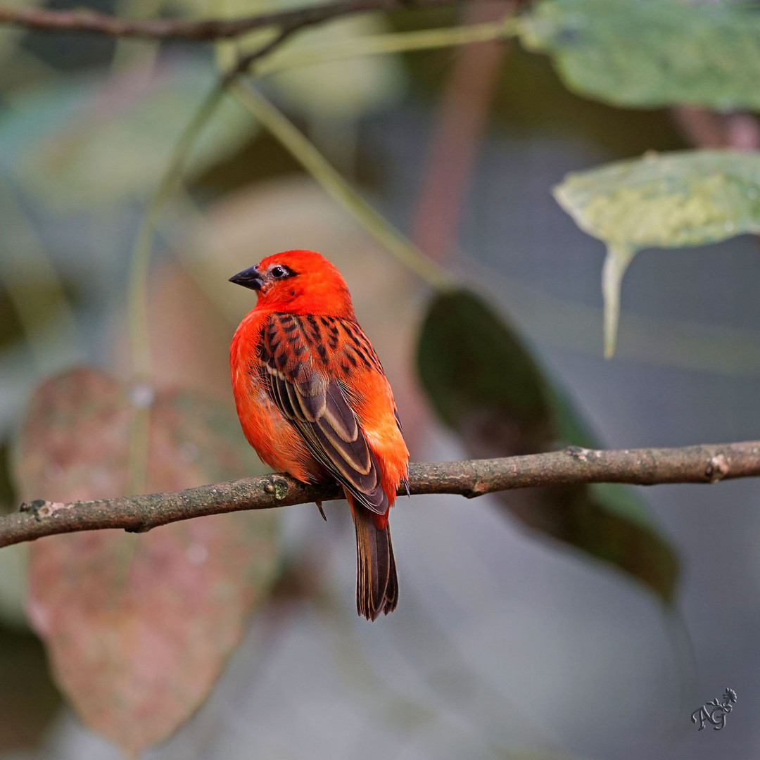 Le  cardinal