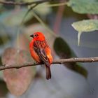 Le  cardinal