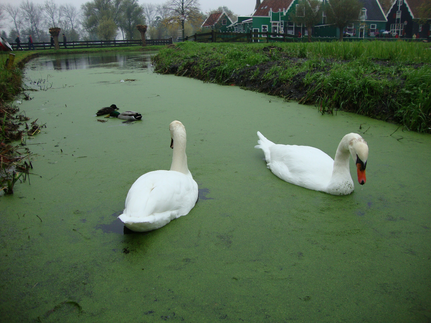 le case dei pescatori in olanda