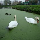 le case dei pescatori in olanda