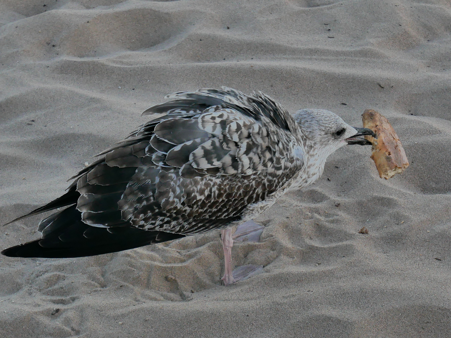 le casse -croute