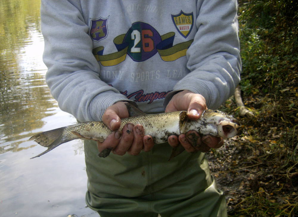 Le catture nel fiume Sieve