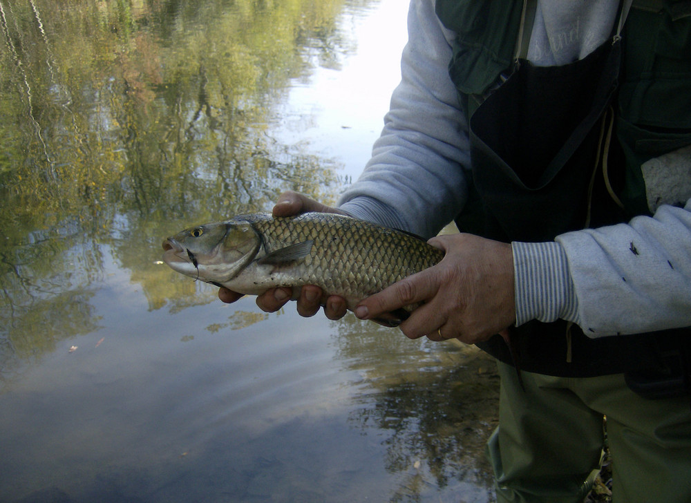 Le catture sul fiume Sieve 2