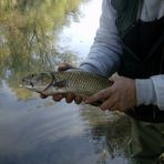 Le catture sul fiume Sieve 2