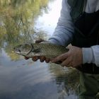 Le catture sul fiume Sieve 2