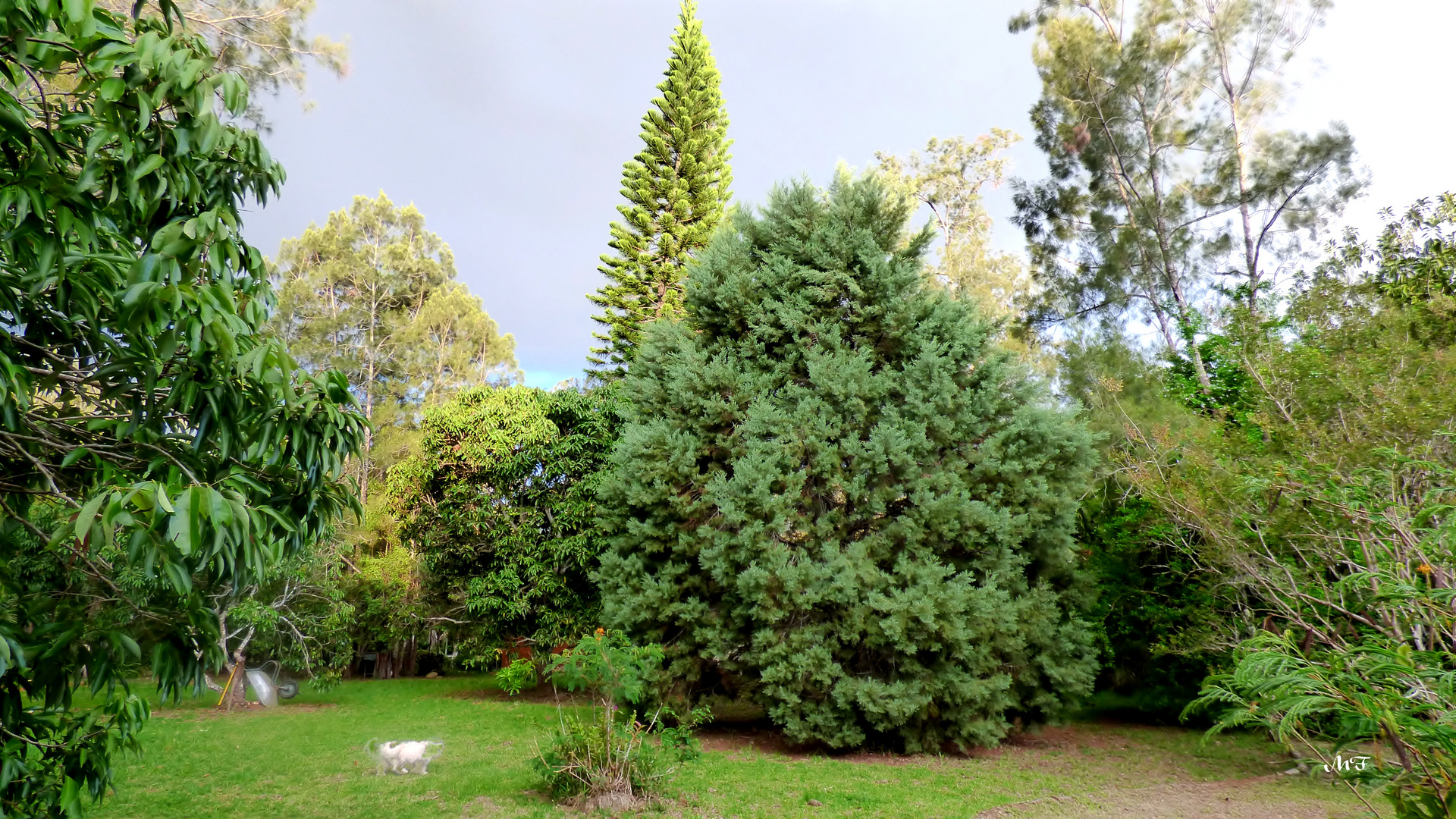 Le cèdre du jardin