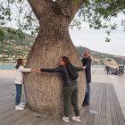 Le Ceiba „Fromager“ près du Vieux-Port Menton