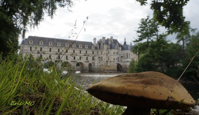 le cèpe de Chenonceau