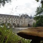 le cèpe de Chenonceau